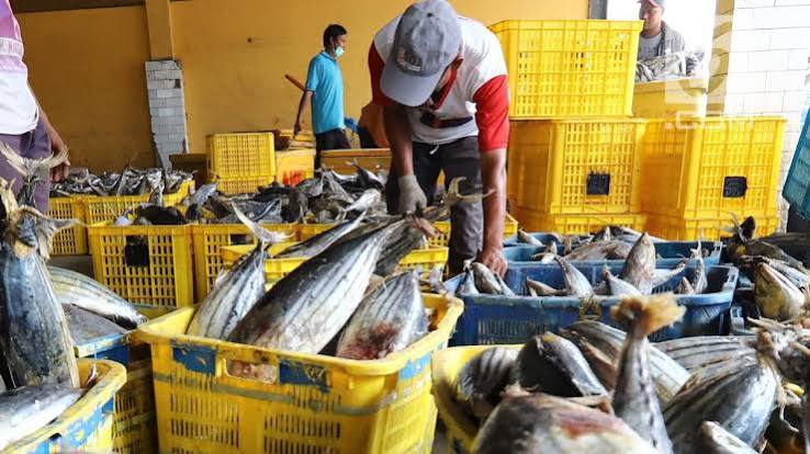 Peluang Wirausaha Bidang Perikanan di Tengah Tantangan Pasar Global - Universitas Airlangga Official Website