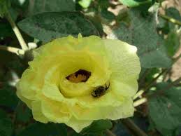 Image result for Gossypium