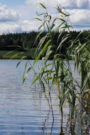 Image result for Phragmites mauritianus