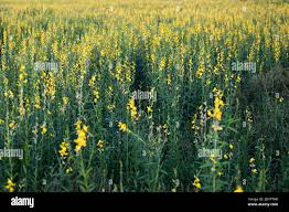 Image result for Crotalaria juncea