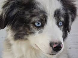 Maybe you would like to learn more about one of these? Close Up Head Shot A Blue Eyed White With Black And Brown Miniature Australian Shepherd Pu Miniature Australian Shepherd Shepherd Dog Breeds Shepherd Puppies