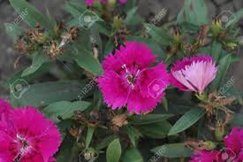 We did not find results for: Most Beautiful Flower In The World Pictures Stock Photo Picture And Royalty Free Image Image 132971457