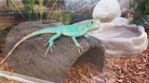 Pin By Janice Andleton On Aqua Blue Iguanas Aka My New Obsession Aqua Blue Aqua Iguana