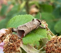 Image result for Clostera curtula