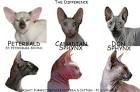 Available Peterbald Kittens For Sale & Cats For Adoption