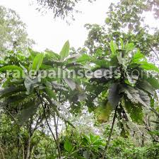 Image result for Vernonia auriculifera