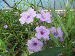 We did not find results for: Growing Mexican Petunias Hgtv