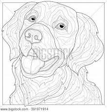 Anti stress animal coloring pages. Dog Golden Retriever Vector Photo Free Trial Bigstock