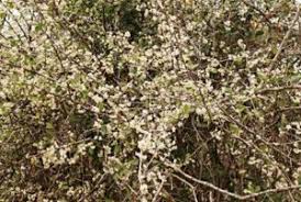 Image result for Cephalocroton mollis