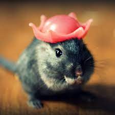 Refrigerator Magnet Rectangle Gerbil In A Cap Crown 3 00 Via Etsy Gerbil Cute Small Animals Funny Pictures