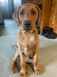 My baby hunter❤love him so much!