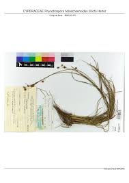 Image result for Rhynchospora holoschoenoides