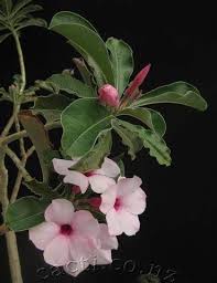 Image result for Adenium boehmianum