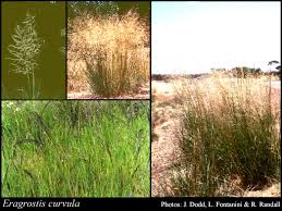 Image result for Eragrostis curvula