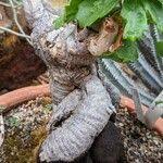 Image result for Cyphostemma quinatum