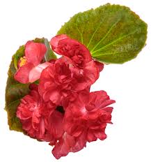 Image result for begonia semperflorens