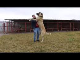 Kangal Ciftliginden Bogac Instagram Akifmetin38 Youtube