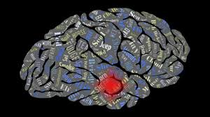 Image result for brain