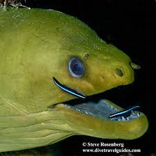 Image result for Triceratorhynchus