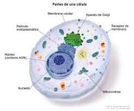Definición de mitocondria - Diccionario de cáncer del NCI - NCI