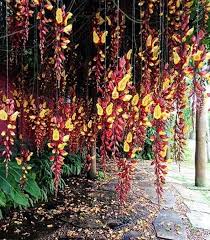 Image result for Thunbergia mysorensis