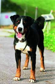 The appenzell mountain dog is a very loyal dog. Appenzeller Sennenhund Bouvier De L Appenzell Bovaro Dell Appenzell Boyero De Appenzell Boiade Sennenhund Entlebucher Sennenhund Appenzeller Sennenhund
