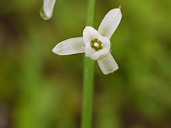 Image result for Dipcadi longifolium