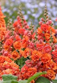 Beautiful Flower Antirrhinum Double Azalea Apricot Common Name Snapdragon Flower Garden Plants Planting Flowers Beautiful Flowers