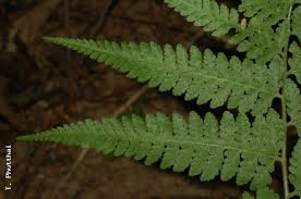 Image result for Microlepia speluncae