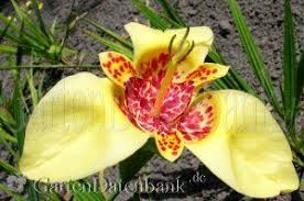 Tigerlilie Tigerblume Tigridia Pavonie Lilien Pflanzen Blumen