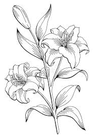 Page 1 of free vector black and white flowers. Lily Flower Graphic Black White Lilies Drawing Flower Drawing Flower Sketches