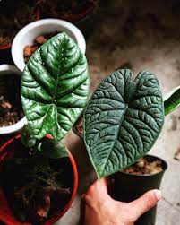 Jewels Of Asia Greenlife Leaveonlyleaves Plantsinfocus Alocasia Aroidaddicts Alocasiamelo Alocasiasinuata Foliage Tanaman Bunga