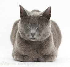 Russian Blue Female Cat Dozing Blue Cat Dozing Female Russian 2020