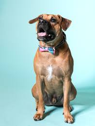 It is located on the west side of jacksonville on this random corner that i think used to be a convenient store that nobody ever went to. Best In Pets 2020 Jacksonville Magazine