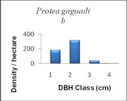 Image result for Eriosema jurionianum