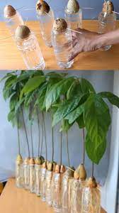 Regrow 8 Kitchen Scraps Into Free Houseplants In 2021 Avocado Plant Plants Plants Grown In Water
