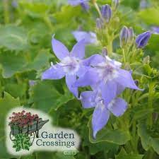 Campanula Dicksons Gold Buy Bellflower Perennials Online Bellflower Plant Campanula Plants