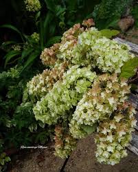 カシワバアジサイ 柏葉紫陽花 育て方 気になる剪定方法もご紹介 暮らし の