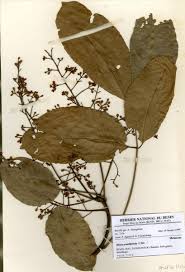 Image result for Khaya grandifoliola