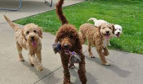 Goldendoodle puppies are hypoallergenic, meaning they don't shed and are far less likely to cause allergic reactions. Breeders Indiana
