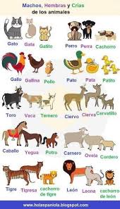 Pin By Catlea Andani On H A N D L E T T E R I N G Animals Name In English Kids English Learning English For Kids