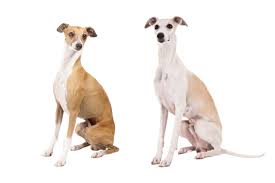 For wear around the house only, the italian greyhound club of america recommends a breakaway collar that can quickly and easily be removed if it gets caught on something. How To Tell The Difference Italian Greyhound Vs Whippet