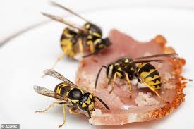 We did not find results for: Millions Of German Nightmare Wasps Invade Homes Across Britain After Feasting On Windfall Apples Daily Mail Online