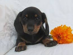 The dachshund was first bred in the 17th century in germany. Dachshund Puppy For Sale In Crystal Mi Adn 44880 On Puppyfinder Com Gender Male Age 7 Weeks Old Dachshund Puppies For Sale Puppies For Sale Puppies