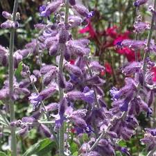 Image result for perovskia atriplicifolia 'little spire'