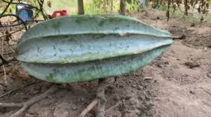 Image result for Telfairia