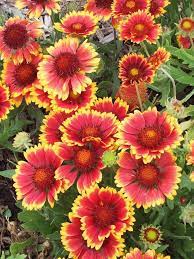 Pin On Container Planting