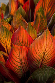 Image result for Kanahia laniflora