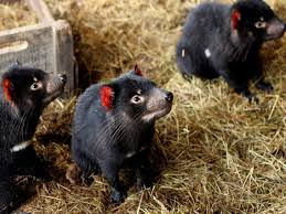 Tasmanian devils are the world's largest carnivorous marsupials and are native apex predators. Saving The Tasmanian Devil From Extinction