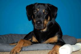 Since the labrador retriever rottweiler mix is a crossbreed, there is a bit of controversy regarding his existence and the existence of other crossbreeds or hybrid dogs like him. Rottweiler Lab Mix Labrottie All Information You Want To Know